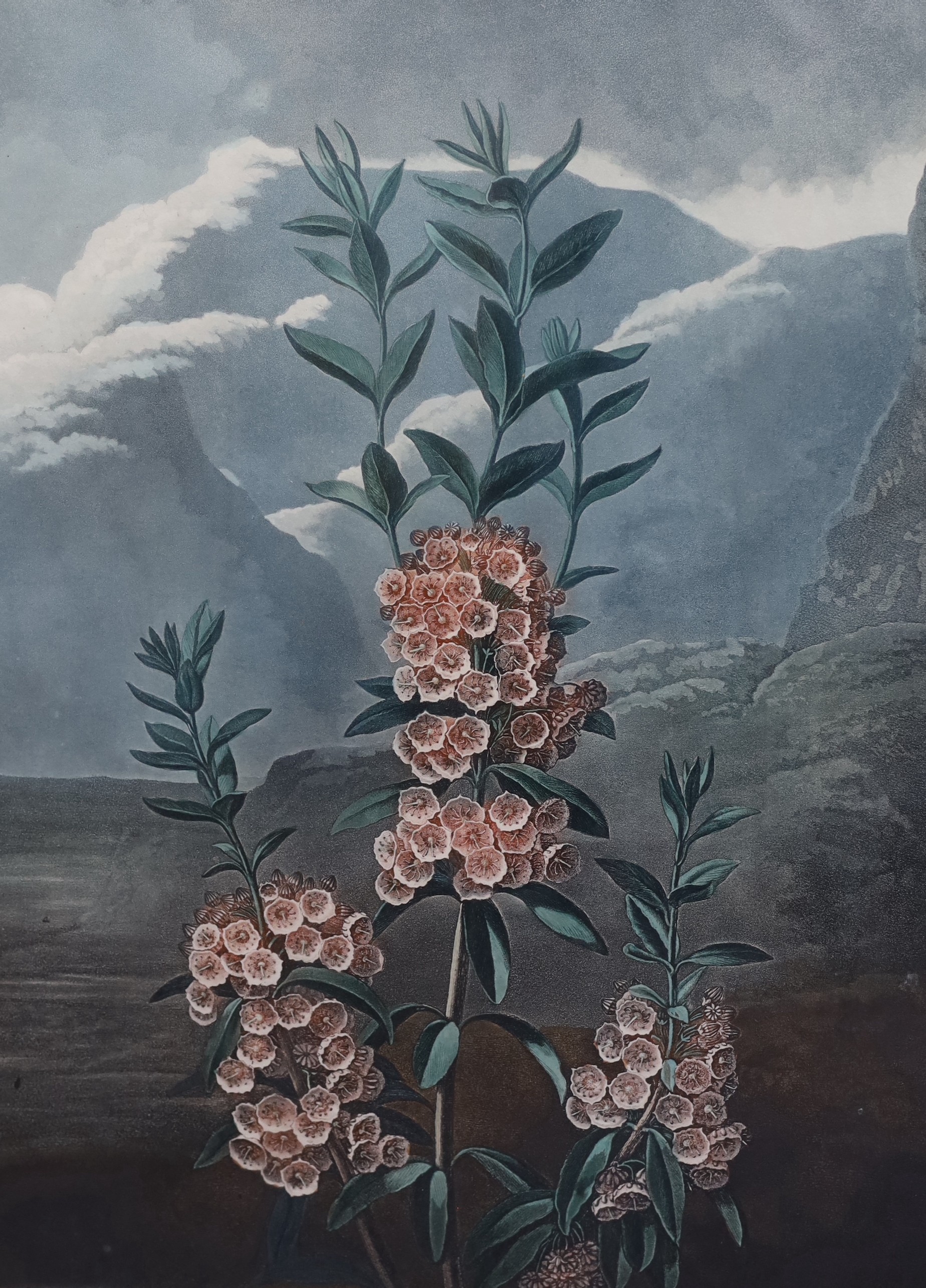 Dr Robert Thornton Publ., 'The Snowdrop' W.Ward after Pether, 1804, 'The Narrow-Leaved Kalmia', Caldwall after Reinagle, 1804 and 'The White Lily', Stadler after Henderson, 1800, three hand coloured aquatints, 50 x 37cm
